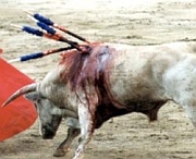 Against Bullfighting