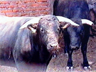 Cruel Sports - Bullfighting