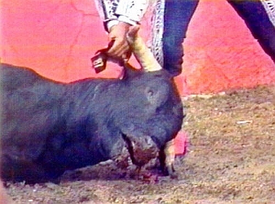 Cruel Sports - Bullfighting