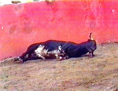 Cruel Sports - Bullfighting