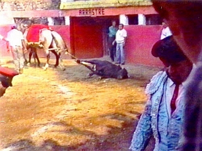Cruel Sports - Bullfighting