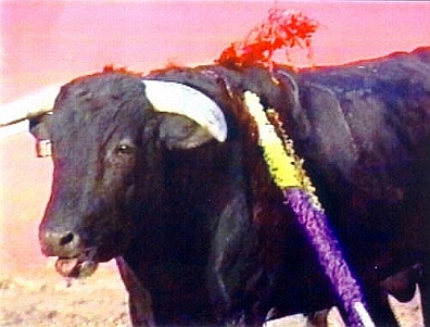 Cruel Sports - Bullfighting