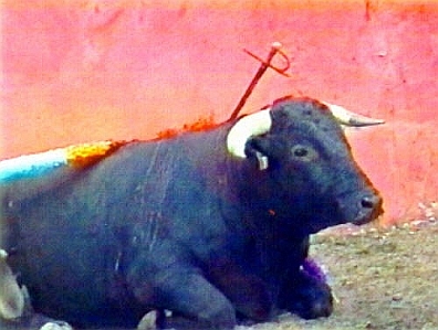 Cruel Sports - Bullfighting