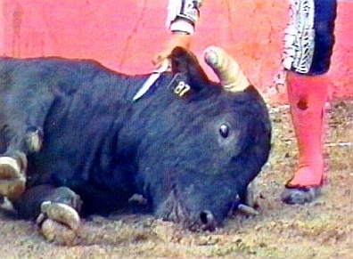 Cruel Sports - Bullfighting