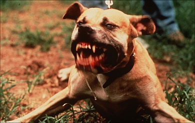 Dangerous dogs in the UK - Staffordshire Bull Terriers - Chloe Ashman