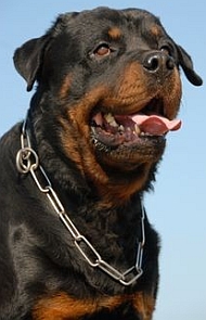 dangerous-dogs-in-the-uk-rottweiler-1.jpg