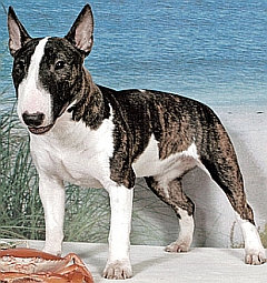 Dangerous dogs in the UK - English Bull Terriers - Mike Power