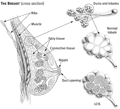 Womens health - Breast Care