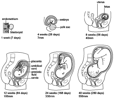 Womens health - Pregnancy