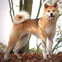 Dangerous dogs in the UK - Japanese Akitas - Charlie Faulding