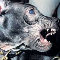 Dangerous dogs in the UK - Staffordshire Bull Terriers - Chloe Ashman