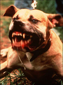 Dangerous dogs in the UK - Pit Bulls - Ellie Lawrenson
