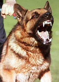 Dangerous dogs in the UK - Andrew Walker
