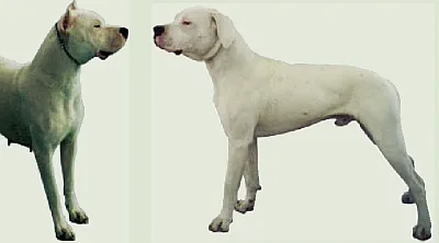 Dangerous Dogs in the UK - Dogo Argentina