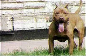 Dangerous dogs in the UK