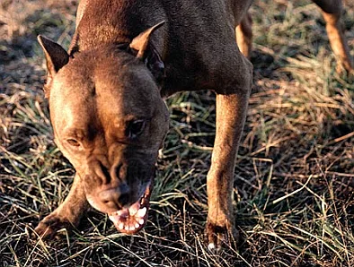 Dangerous dogs in the UK - Dangerous dogs in England - Rottweilers