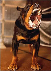 Dangerous dogs in the UK - Rottweilers - Archie-Lee Hirst