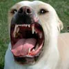 Dangerous dogs in the UK - Dangerous dogs in England