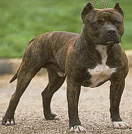Dangerous dogs in the UK - Staffordshire Bull Terriers, also known as Staffies and a Staffy