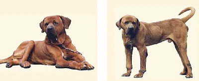 Dangerous Dogs in the UK - Japanese Tosa