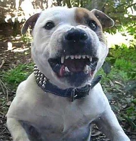 Dangerous dogs in the UK - Staffordshire Bull Terriers - Chloe Ashman