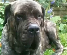Dangerous dogs in the UK - Dangerous dogs in England - Belgian Mastiffs - Barbara Williams