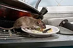 Pest control in Aylesbury and all of Buckinghamshire - Pest Control in Bucks and all nearby areas