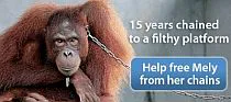International Animal Rescue