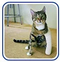 PDSA - UK